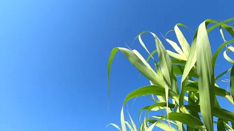 Slow motion of bamboo leaves Stock Footage 137344300