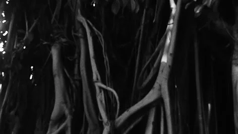 Slow Motion Banyan Tree Roots in Dark Jungle, Black and White Art House Cinemati Stock Footage 326225346