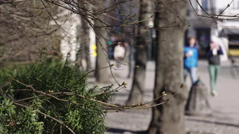 Slow Motion of Bare Branches with Green Foliage and Blurred Pedestrians Stock Footage 309461724