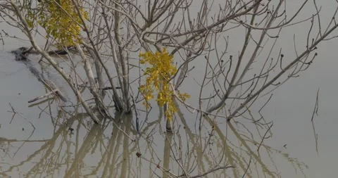 Slow Motion of Bare Tree and Yellow Mistletoe Submerged in Murky Floodwater Stock Footage 317771704