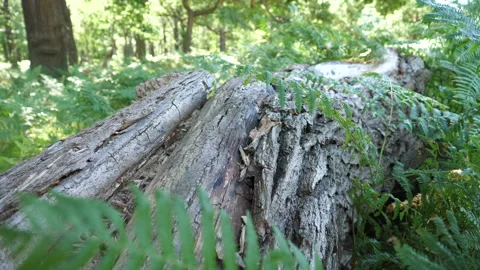 Slow Motion Of Bark Of Fallen Tree 库存影片 136699794