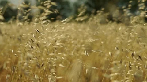 Slow motion barley field Stock Footage 77091954