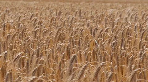 Slow motion of Barley waving in the wind Stock Footage 51991645