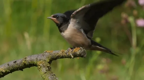 Slow motion of a barn swallow resting and starting Stock Footage 51631430