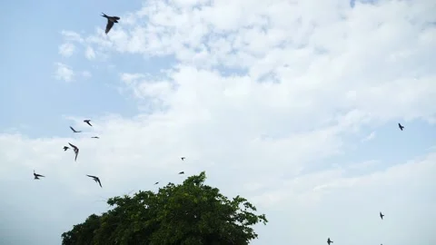 Slow motion of barn swallows and red rumped swallows flying and Stock Footage 131162009