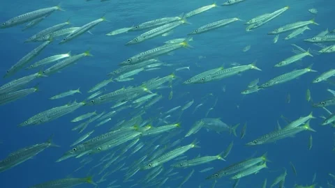 Slow motion, Barracudas are floating in blue water Stock Footage 243445778