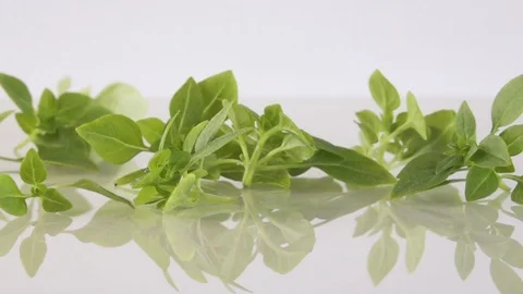 Slow motion of basil leaves falling 500fps Stockbeeldmateriaal 85739202