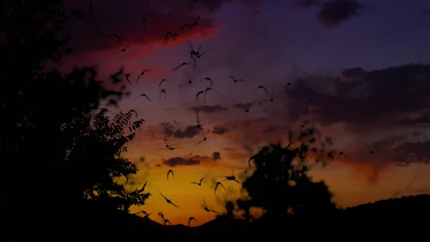 Slow Motion Bats at Sunset with Sunset Background Shallow Depth of Field Stock Footage 133629042