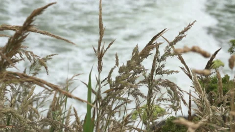 Slow Motion beach Grass in Wind Stock Footage 165301034