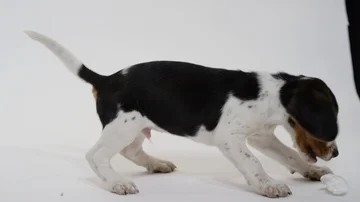 Slow motion beagle puppy playing on white screen Stock Footage 86006053