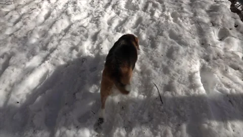 Slow motion of the beagle in the snow Stock Footage 150312846