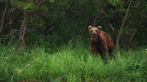 Slow motion: bear cub stands on the green river bank Video stock 244422794