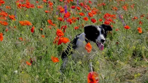 Slow motion. A beautiful Black and White Border Collie sits in a field of Stock Footage 277722283