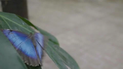 Slow motion of a beautiful blue morpho butterfly taking flight 스톡 동영상 241588074
