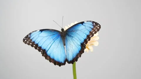 Slow motion of beautiful blue silk morpho butterfly Stockbeeldmateriaal 130299132