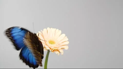 Slow motion beautiful blue silk morpho butterfly opening wings on daisy flower Stock Footage 148457412