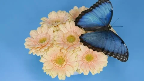 Slow motion beautiful blue silk morpho butterfly opening wings on daisy flower Stock Footage 150989092
