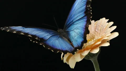 Slow motion beautiful blue silk morpho butterfly opening wings on daisy flower Stock Footage 280651201