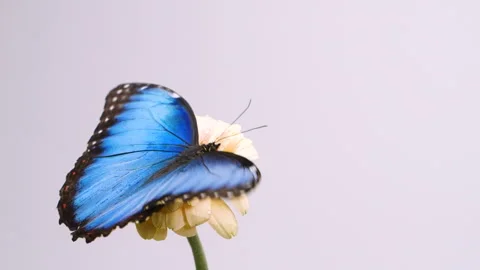 Slow motion beautiful blue silk morpho butterfly opening wings on daisy flower Stock Footage 281222643