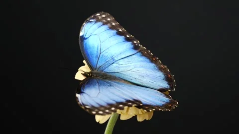 Slow motion beautiful blue silk morpho butterfly opening wings on daisy flower Stock Footage 282953255