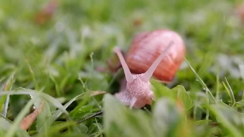 Slow motion of a beautiful box snail, slug moving slowly through grass toward Stock Footage 146259004