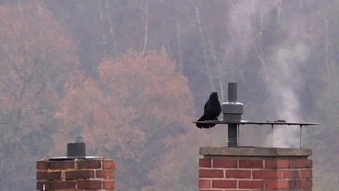 Slow-motion. Beautiful carrion crow cawing on top of the metal roof of a chimney Stock Footage 99105822