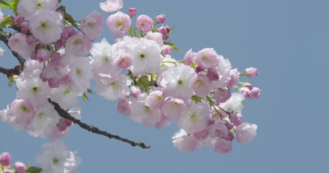 SLOW MOTION: Beautiful cherry tree in spring Stock Footage 37090142