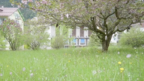 Slow motion of a beautiful cherry tree in spring Video stock 241721103