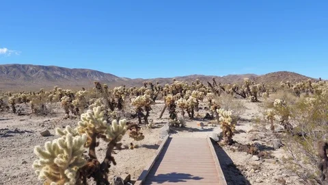 Slow Motion At Beautiful Cholla Cactus Garden in Joshua Tree National Park Stock Footage 83421041