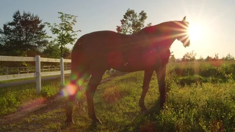 SLOW MOTION: Beautiful dark black stallion on pasture in sunny meadow field Stock Footage 80692376