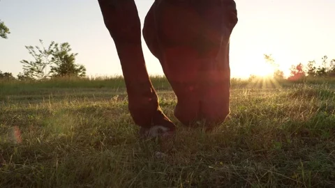 SLOW MOTION: Beautiful dark black stallion pasturing grass on sunny meadow field Stock Footage 80692755