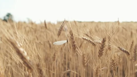 Slow motion beautiful dragonfly close up in the field of wheat Stock Footage 134839321