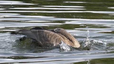 Slow motion of beautiful duck is spreading its wings to fly on the lake Stock Footage 89020005