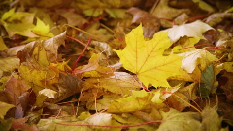Slow motion of beautiful fall leaves rustling in the breeze Stock Footage 141801112