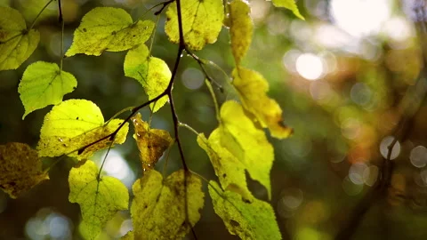 Slow motion of beautiful fall leaves swaying in the autumn sun Stock Footage 141804118