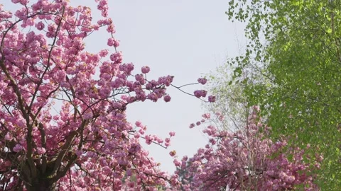 Slow motion of beautiful full bloom cherry blossom during spring in a Parisian Stock Footage 314771105