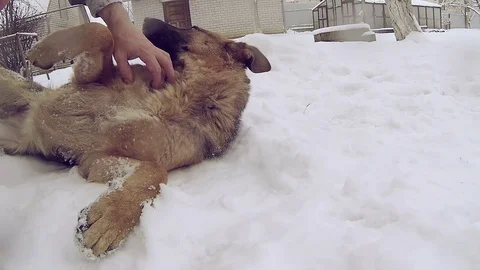 Slow motion. Beautiful German Shepherd dog lying in the snow. Stock Footage 71027580
