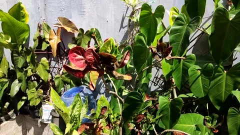 Slow motion beautiful green and red plant with wind 動画素材 229899862