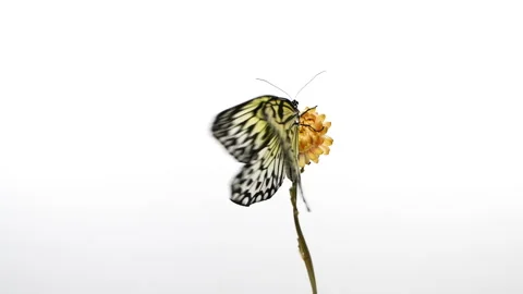 Slow motion beautiful paper kite butterfly opens wings on yellow flower on white Video stock 235126169