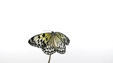 Slow motion beautiful paper kite butterfly opens wings on yellow flower on white Stockbeeldmateriaal 238070008