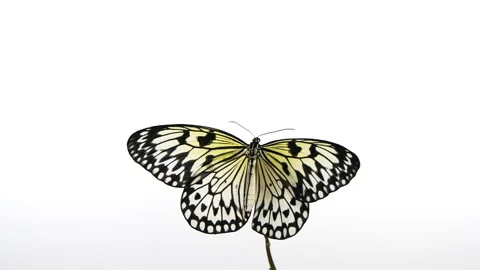 Slow motion beautiful paper kite butterfly opens wings on yellow flower on white Video stock 239046312