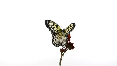 Slow motion beautiful paper kite butterfly opens wings on yellow flower on white Stockbeeldmateriaal 242140103