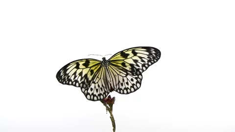 Slow motion beautiful paper kite butterfly opens wings on yellow flower on white 스톡 동영상 242826349