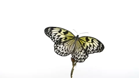 Slow motion beautiful paper kite butterfly opens wings on yellow flower on white 動画素材 243546764