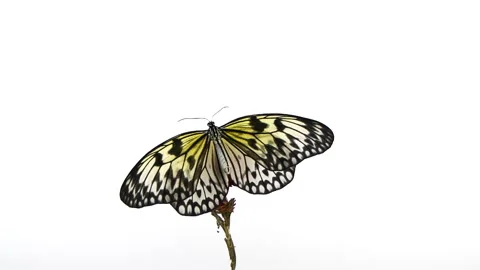 Slow motion beautiful paper kite butterfly opens wings on yellow flower on white Vídeo Stock 244106094