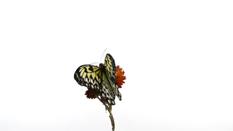 Slow motion beautiful paper kite butterfly opens wings on yellow flower on white Video stock 244623650