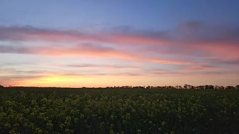 Slow motion of beautiful pink sunset over the field. Blagoveshenskaya, Russia. Stock Footage 283519052