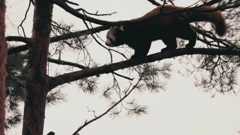 Slow motion of a beautiful red panda (Ailurus fulgens) climbing a tree in Kolmar Stock Footage 238457549