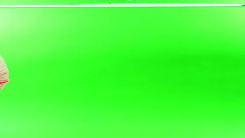 Slow Motion beautiful red siamese fighting fish on Green screen background. 스톡 동영상 89154939
