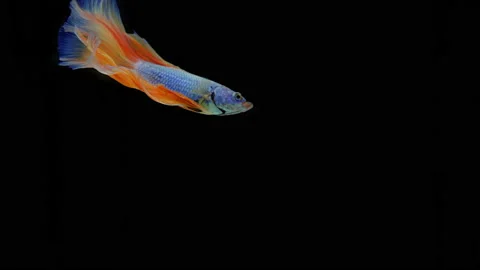 Slow Motion the beautiful Siamese fighter fish swimming on black background Stock Footage 158206933